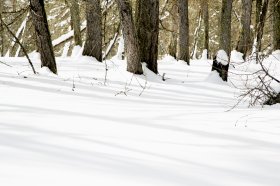 Arbres & ombre #1