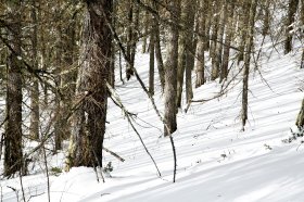 Arbres & ombres #2